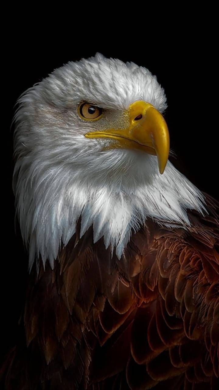 Eagle.