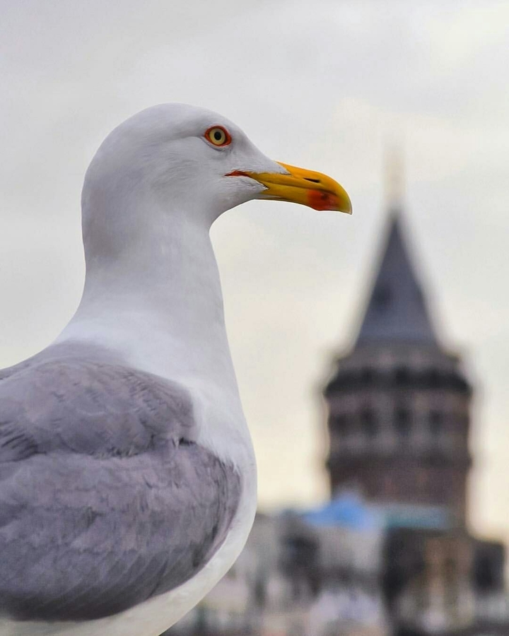 seagull  