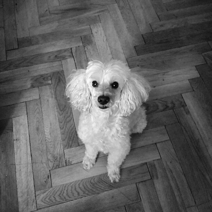 lovely doggy