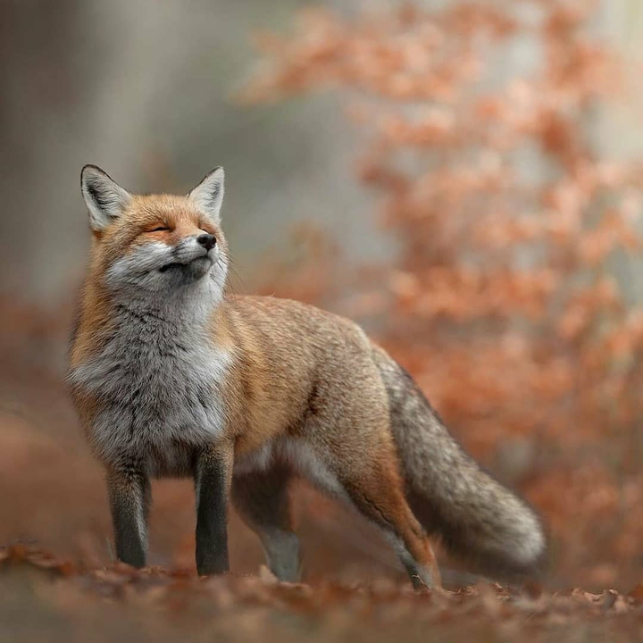 fox1