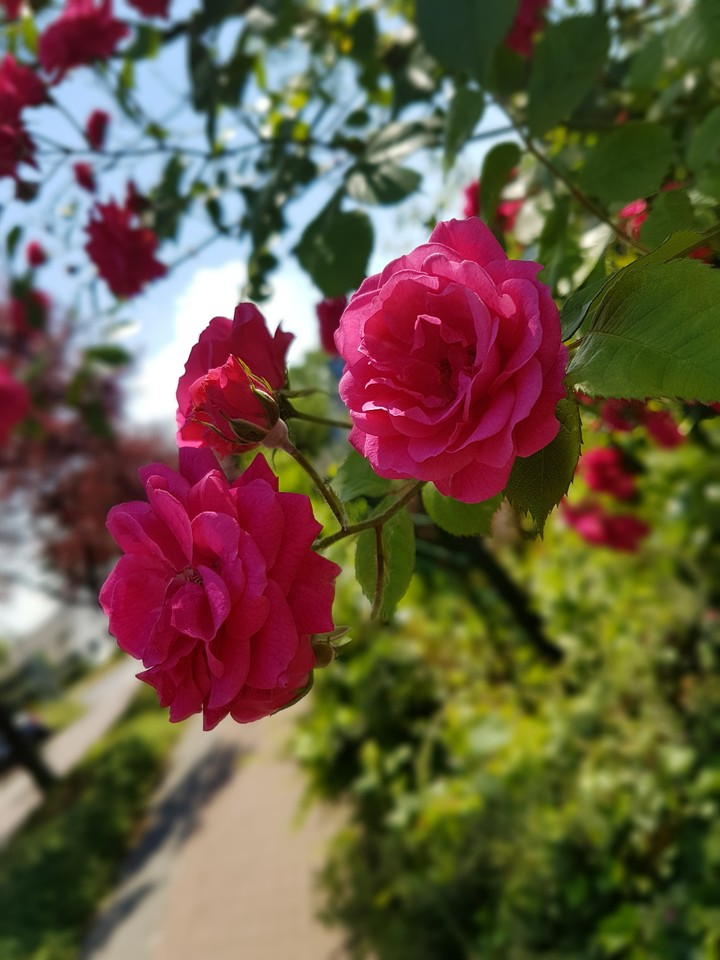 Rosa Rosen