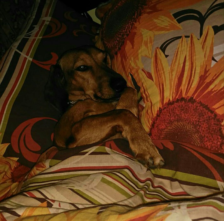 Sleepy dog