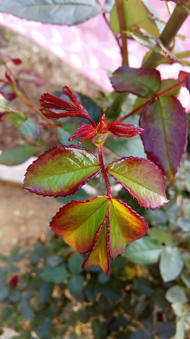 Leaf