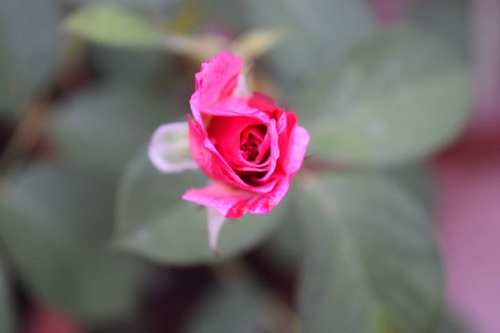Pink Bloom