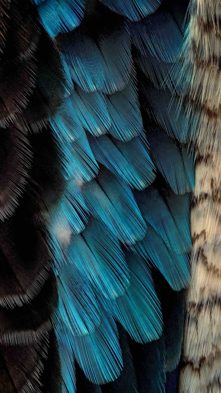 Feathers