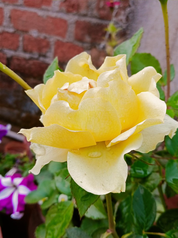 yellow
