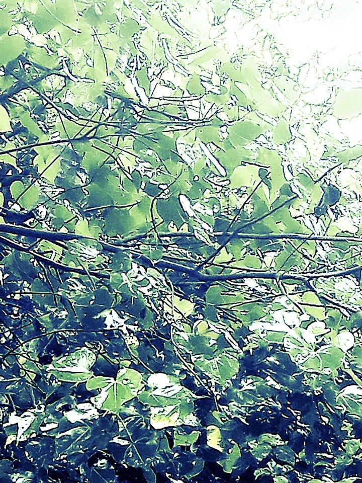 green leaves