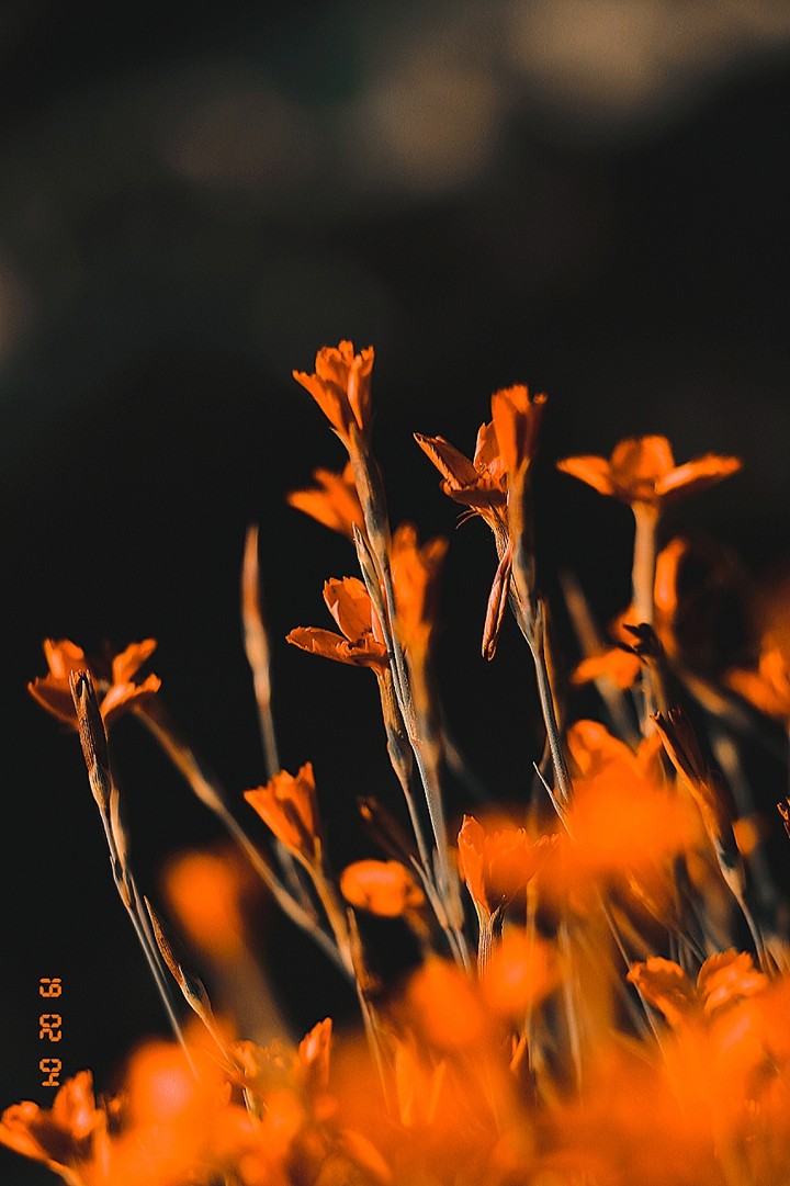 flowers in orange.
