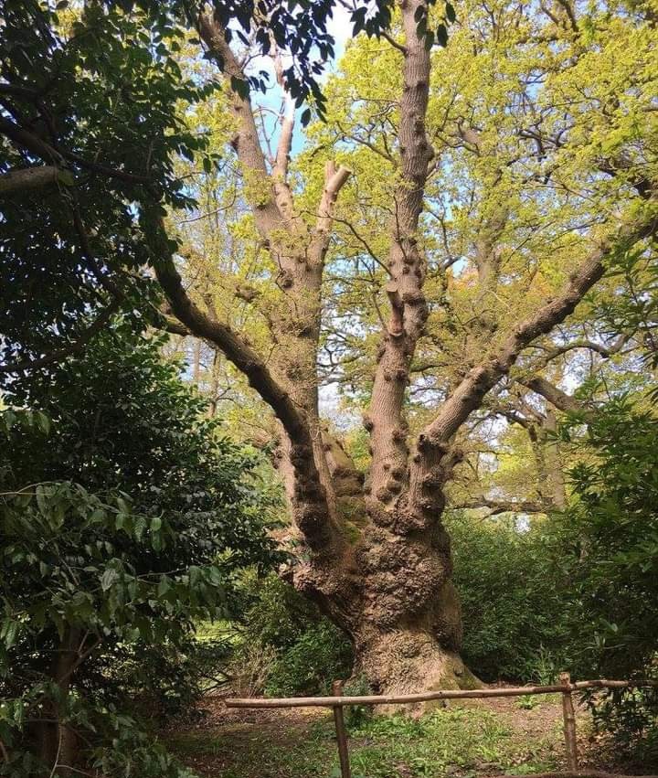 A soul without LOVE is like a tree without leaves...