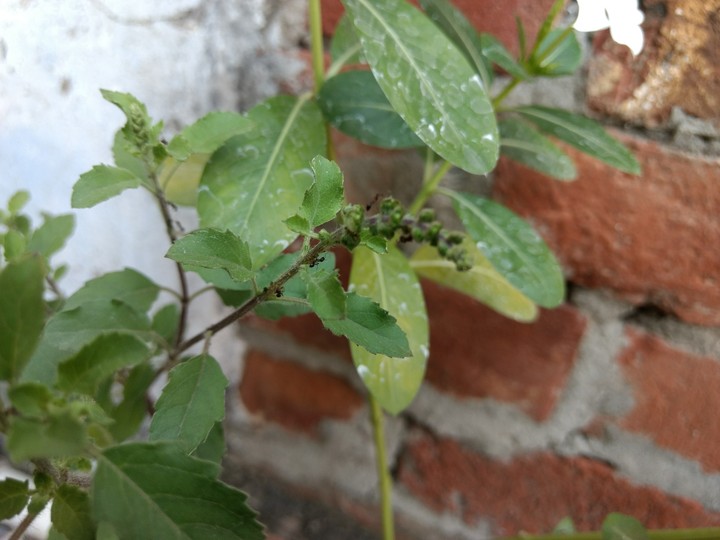 tulsi