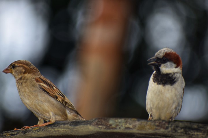#Birds