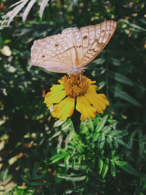 pieridae, moth वॉलपेपर