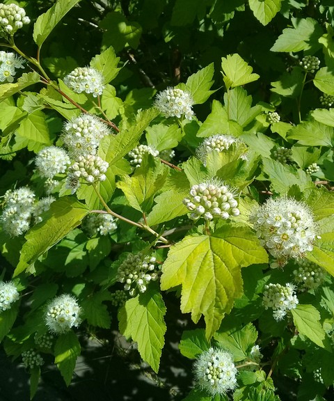 viburnum, flower achtergronden
