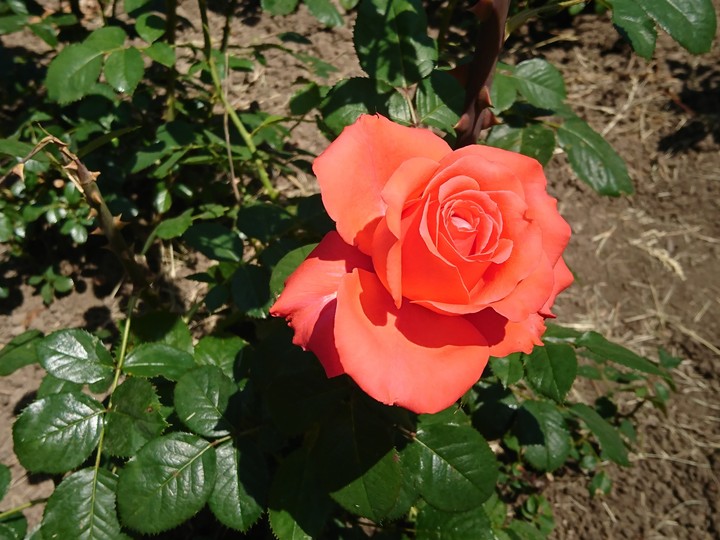 rose
