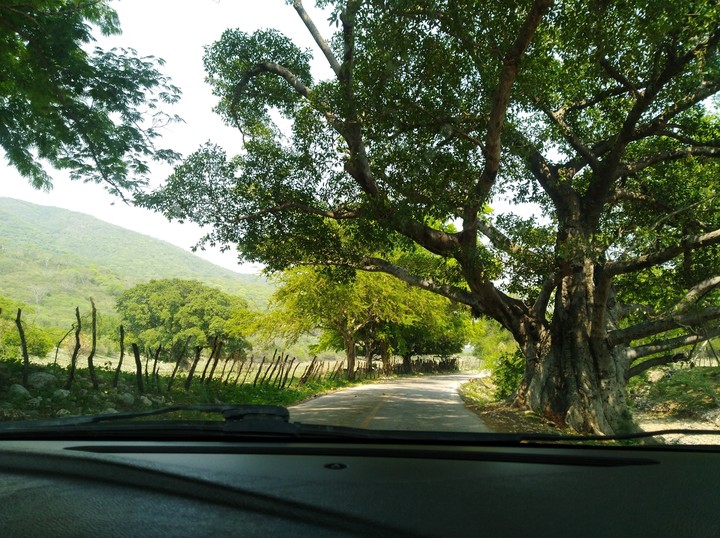 árbol