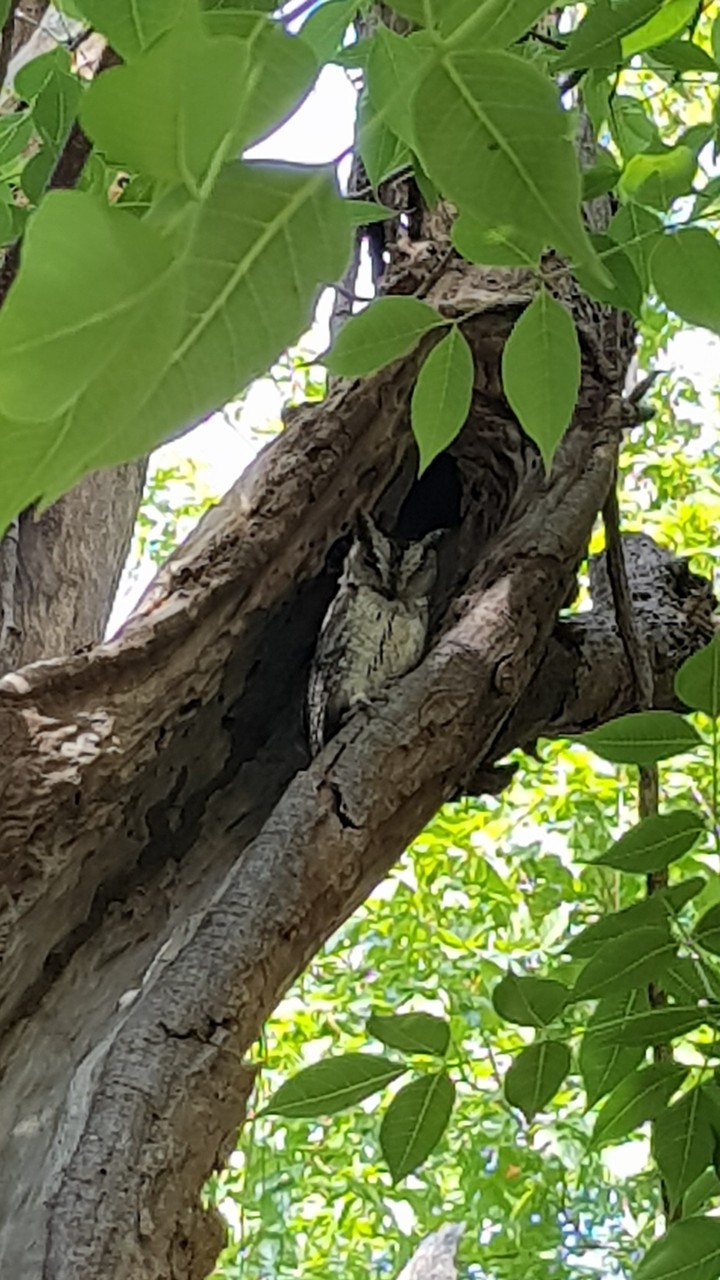 Horned Owl