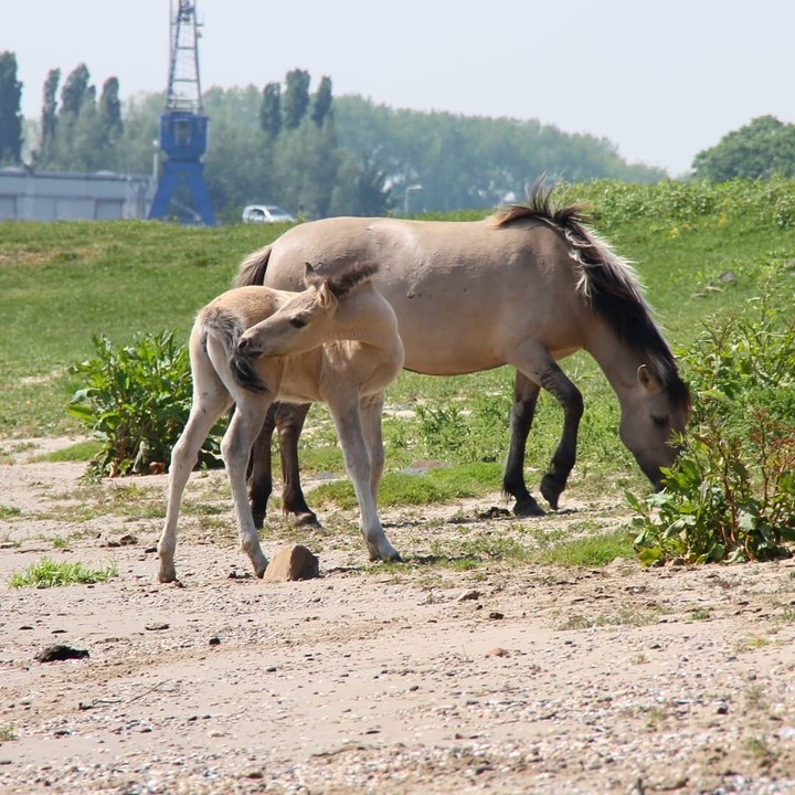 koningspaarden
