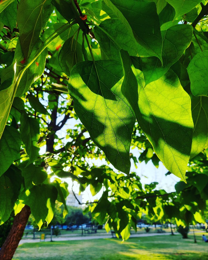 leaf
