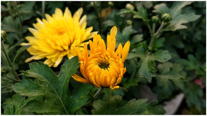 flower