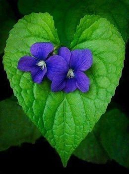 violeta