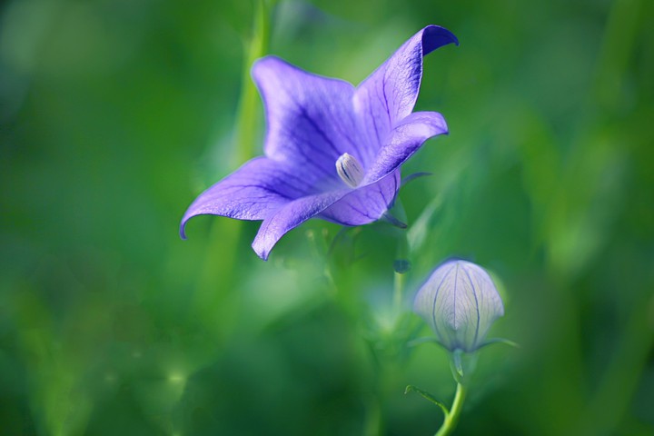 a little flower
