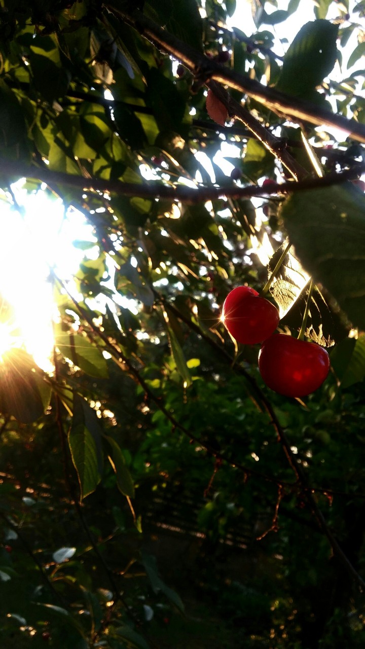 cherry