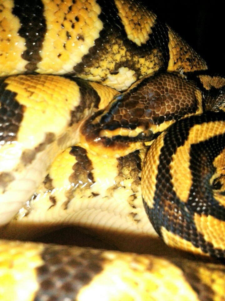 Regius