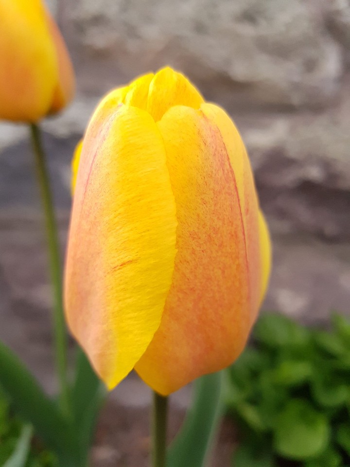Tulip