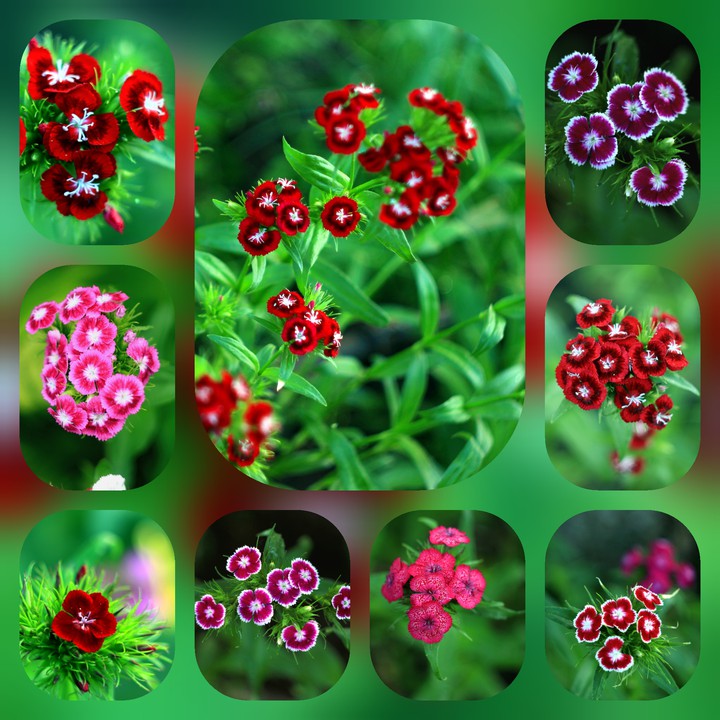 Carnations