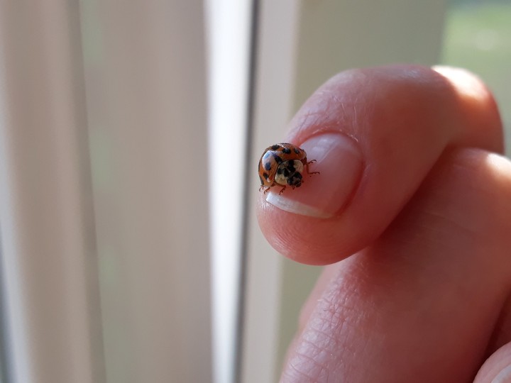 Ladybug in winter