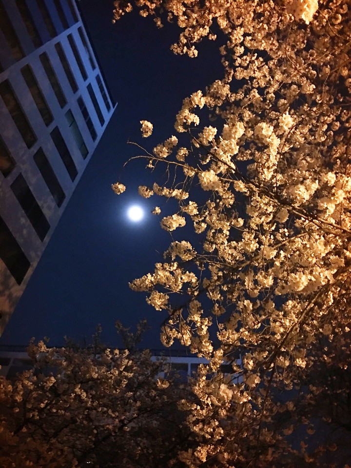 밤