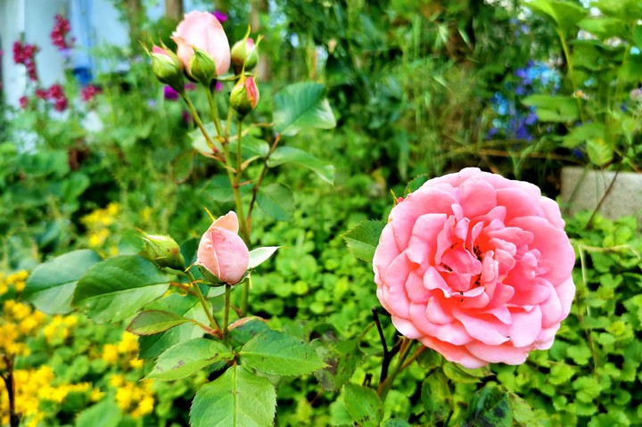 rose