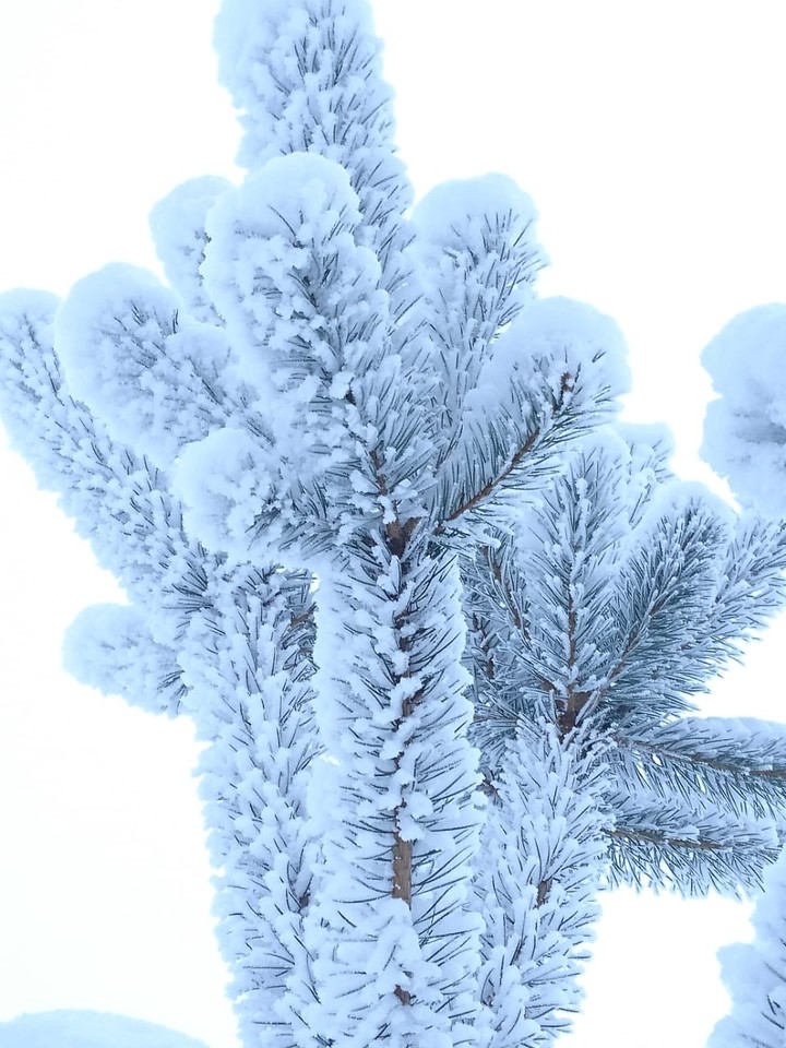 снежное чудо