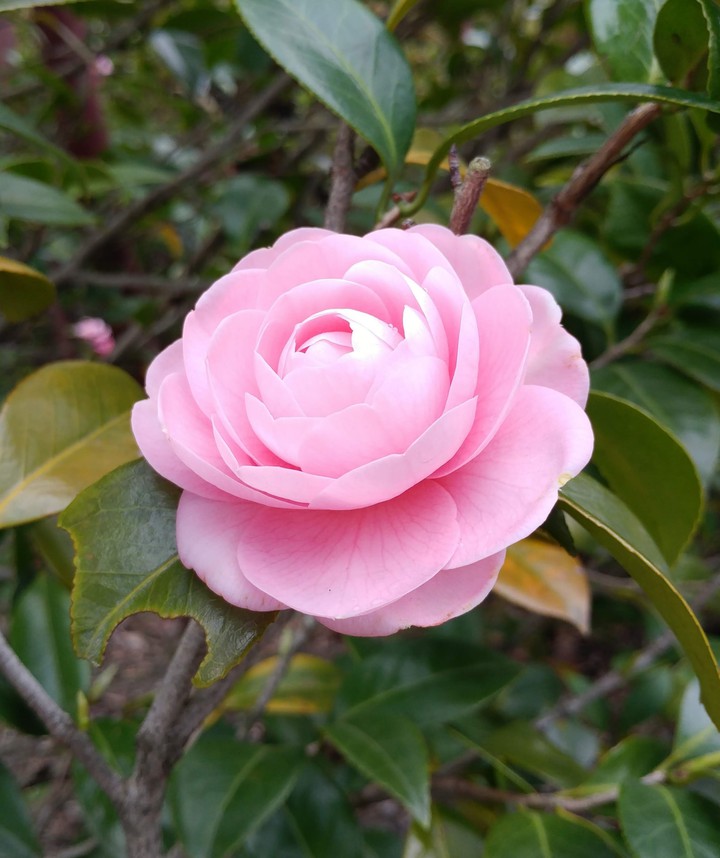 春の花