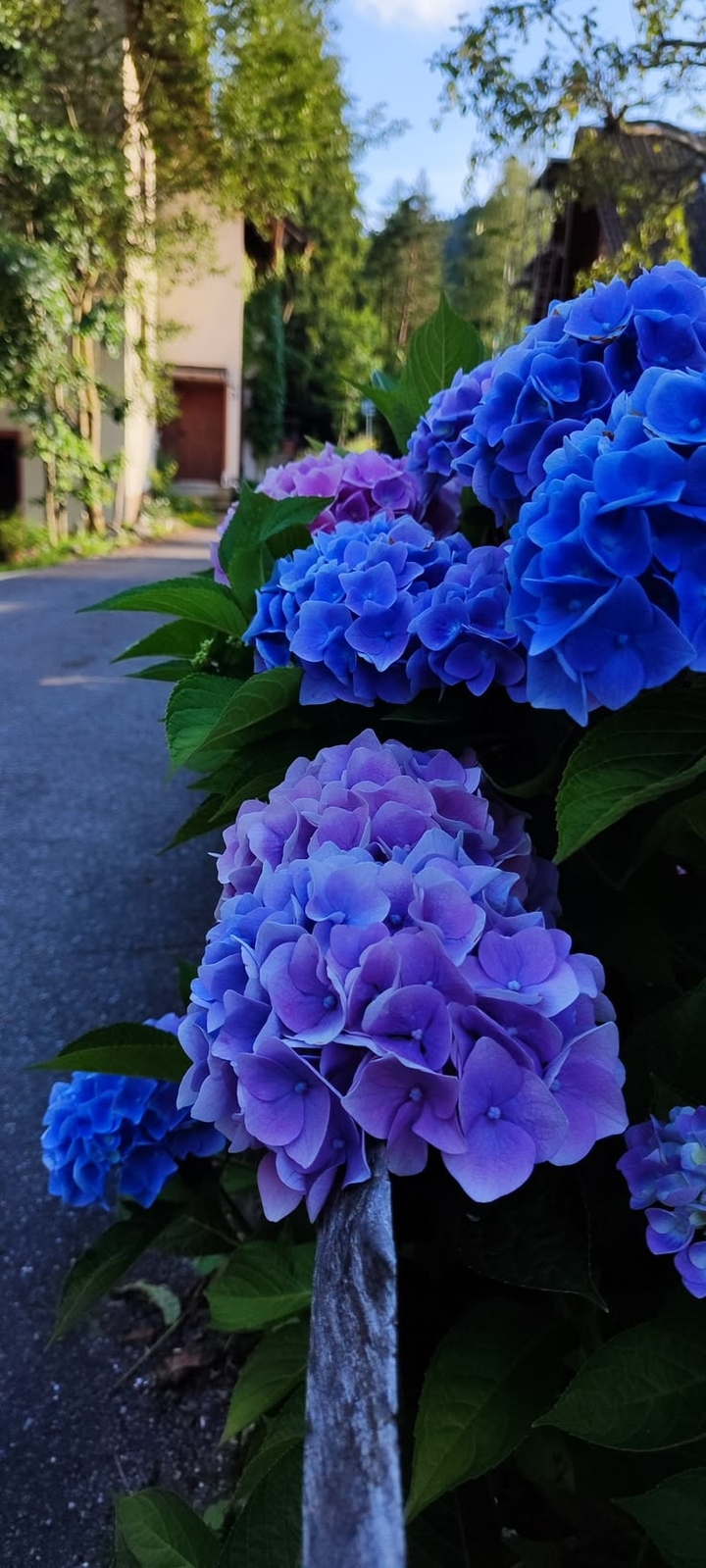 spring, Garden Hintergrundbilder