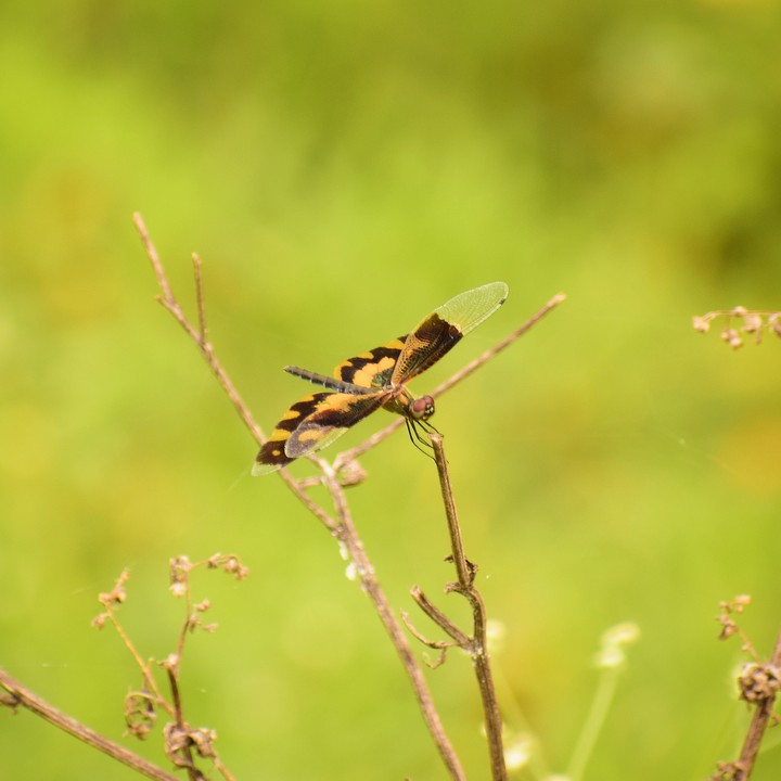 Dragonfly
