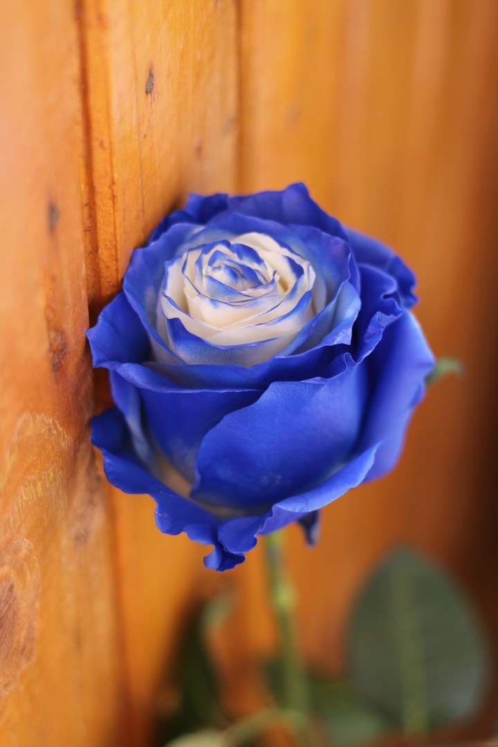 Blue rose/Голубая роза