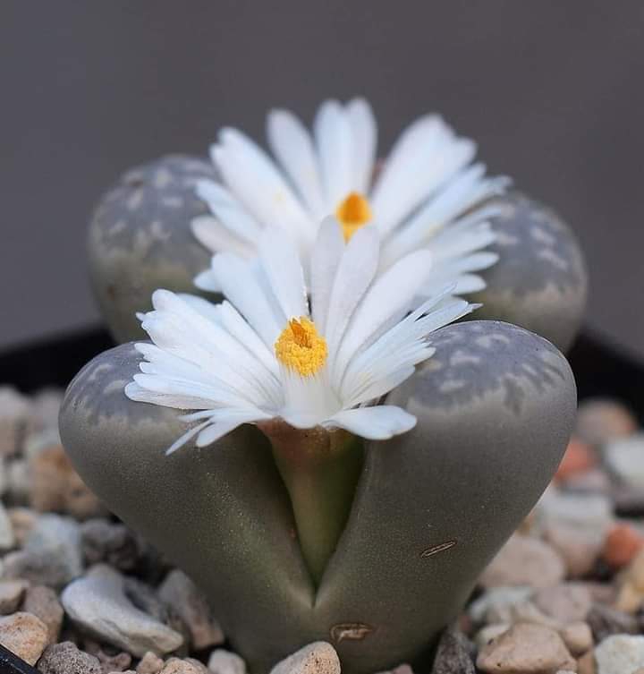 Twitter flower