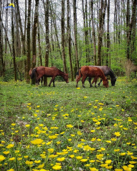 Talesh Nature