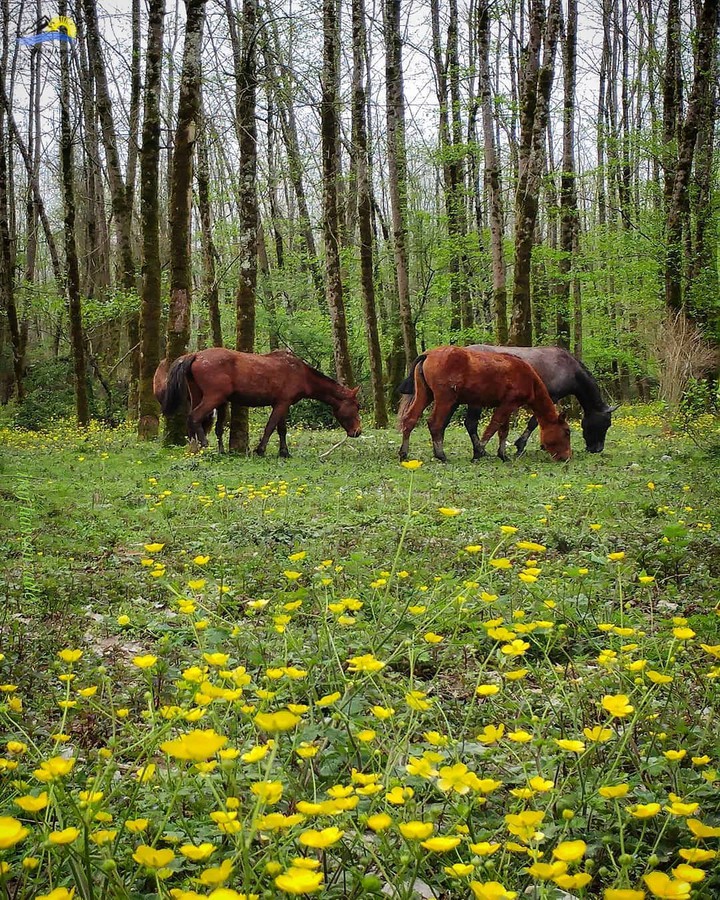 Talesh Nature