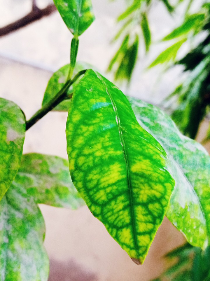 Natural leave