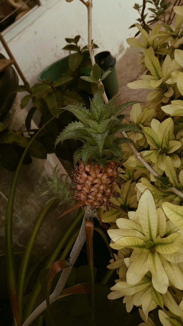 piña