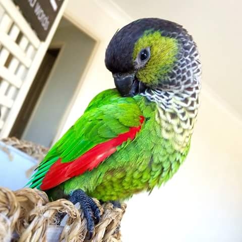 Cinnamon Conure