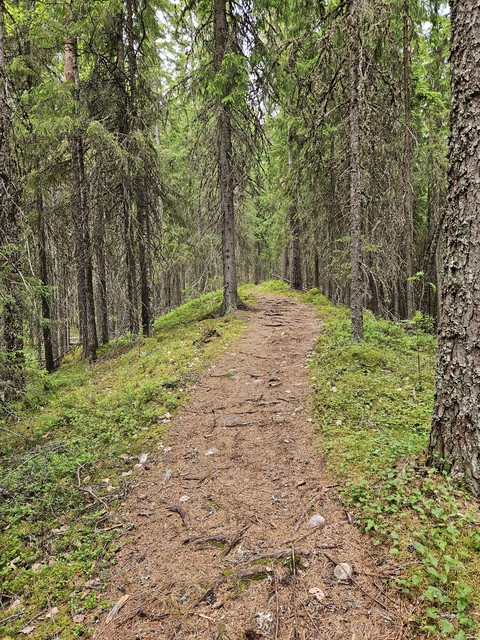 trail, leaf Hintergrundbilder