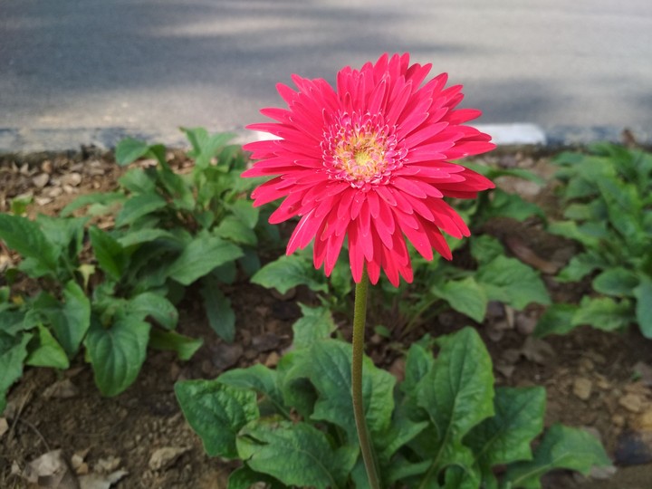 Flower