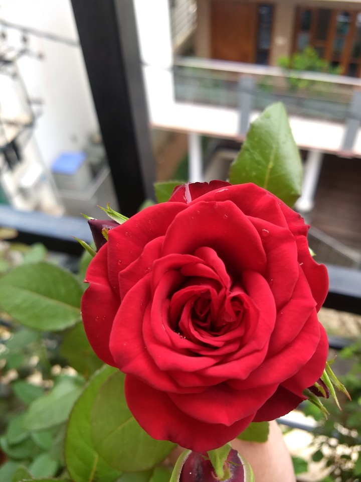 roses are red