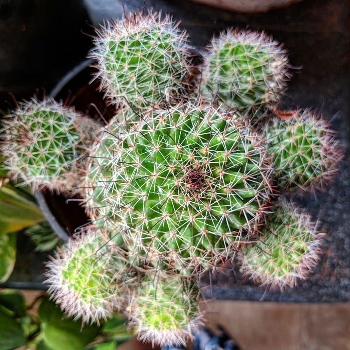 cactus