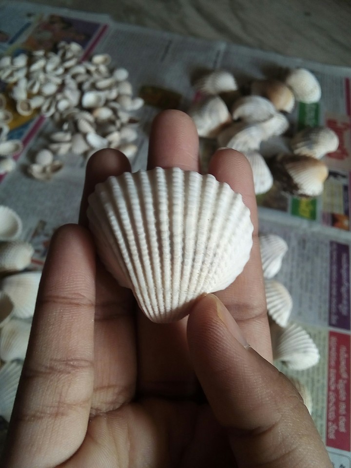 Sea shell