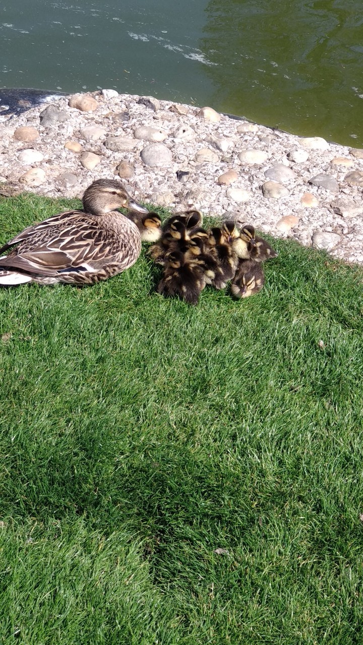 la maman et ses bébés