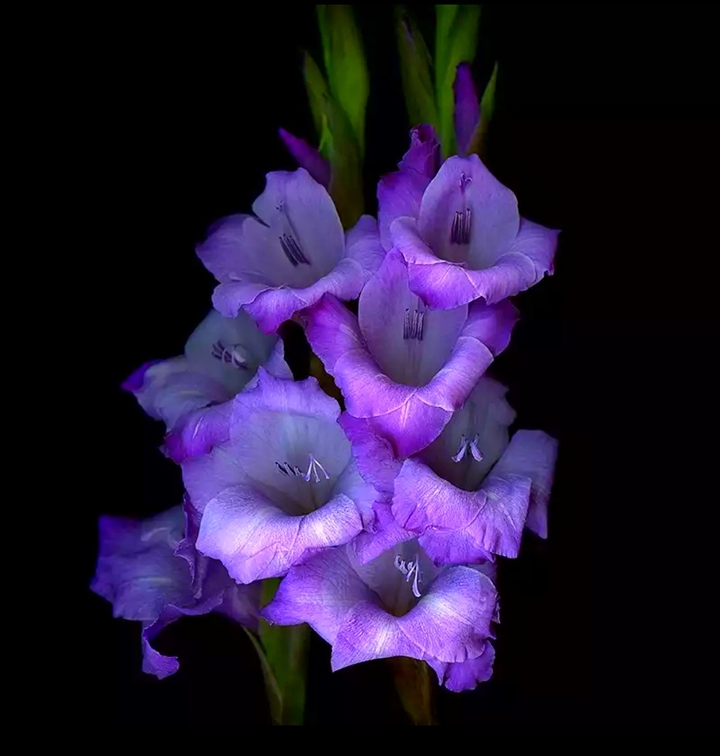 gladiolus